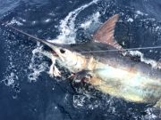 Bite Me Sportfishing Charters, Hooked Up, Blue Marlin!