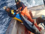Tuna Duck Sportfishing, Bluefins Showin' Off