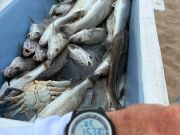 Red Drum Tackle Shop, Whoo hoo! Sea mullets!