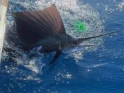 Tuna Duck Sportfishing, Sailfish Release and Tuna!