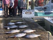 Bite Me Sportfishing Charters, Good Tuna Fishing