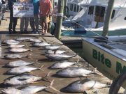 Bite Me Sportfishing Charters, limit of yellowfins, Blackfins and a Wahoo!