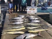 Bite Me Sportfishing Charters, Tunas and dolphins