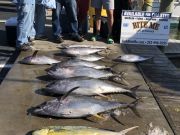 Bite Me Sportfishing Charters, Good Meat Fishing Continues, Dates available in May!