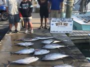 Bite Me Sportfishing Charters, Good tuna fishing continues