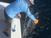 Bite Me Sportfishing Charters, Hooked Up, Blue Marlin!