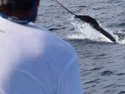 Bite Me Sportfishing Charters, Lance Got Him a Sail! Gary a Blue on!