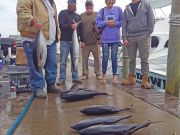 Tuna Duck Sportfishing, Tuna and Mackerel