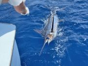 Tuna Duck Sportfishing, Blue Marlin Release and Fun on The Duck