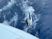 Tuna Duck Sportfishing, Blue Marlin Released Today