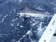Tuna Duck Sportfishing, Blue Marlin Release and Mahi