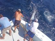 Tuna Duck Sportfishing, Blue Marlin Released