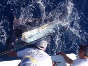 Tuna Duck Sportfishing, Blue Marlin Release and Dolphin