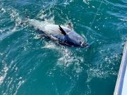 Tuna Duck Sportfishing, Bluefins Found