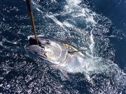 Tuna Duck Sportfishing, 80 Pound Class Bluefin