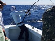 Tuna Duck Sportfishing, Bluefin Tuna Action