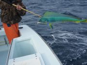 Tuna Duck Sportfishing, Mahi!