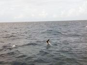 Tuna Duck Sportfishing, Sailfish For Corey