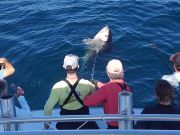 Tuna Duck Sportfishing, Jigging and Popping For Bluefin Tuna