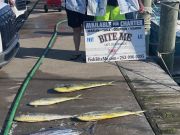Bite Me Sportfishing Charters, Billfish Action