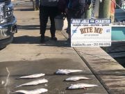 Bite Me Sportfishing Charters, Deep Dropin