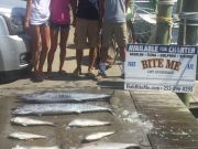 Bite Me Sportfishing Charters, Marlins and Meat