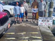 Bite Me Sportfishing Charters, Family Fun with dolphins and a Sailfish