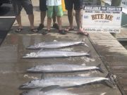 Bite Me Sportfishing Charters, Wahoos, Tuna and Dolphin!