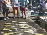 Bite Me Sportfishing Charters, Sailfish Dolphin Tuna!