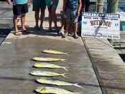 Bite Me Sportfishing Charters, Dolphin and Marlin Hunting