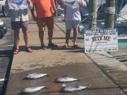 Bite Me Sportfishing Charters, Sailfish and Tuna