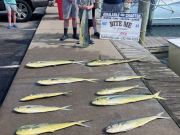 Bite Me Sportfishing Charters, Dolphin for Hillbillies!