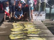 Bite Me Sportfishing Charters, Dolphin!