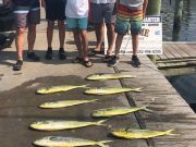 Bite Me Sportfishing Charters, Dolphins and Tunas