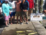 Bite Me Sportfishing Charters, Dolphin
