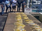 Bite Me Sportfishing Charters, Pretty Day with Dolphin