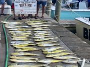 Bite Me Sportfishing Charters, Dolphin on a Pretty Day