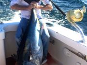 Bite Me Sportfishing Charters, Tuna!