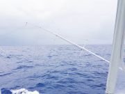 Tuna Duck Sportfishing, Slow Fishing in Marlin Tournament Today