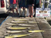 Bite Me Sportfishing Charters, Dolphins and Kings