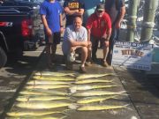 Bite Me Sportfishing Charters, Dolphin and a Blue Marlin Encounter