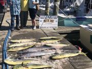 Bite Me Sportfishing Charters, Wahoo Dolphin and cobia huntin!