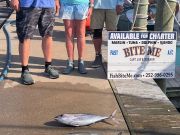 Bite Me Sportfishing Charters, Tuna and Dolphin
