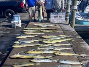 Bite Me Sportfishing Charters, Dolphin!