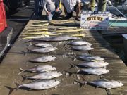 Bite Me Sportfishing Charters, Excellent Spring Meat Fishing Contunes! Tuna Dolphin Wahoo!