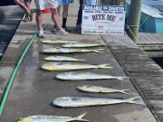 Bite Me Sportfishing Charters, Offshore Action Dolphinfish!