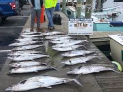 Bite Me Sportfishing Charters, Live bait action continues