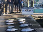 Bite Me Sportfishing Charters, Tunas and dolphins!