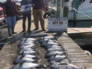 Bite Me Sportfishing Charters, Great Tuna Action, a sailfish and a wahoo to boot