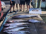 Bite Me Sportfishing Charters, Live Bait Action